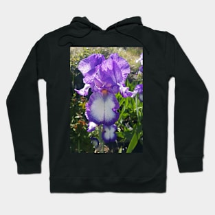 Gorgeous Purple and White Bearded Iris Flower Hoodie